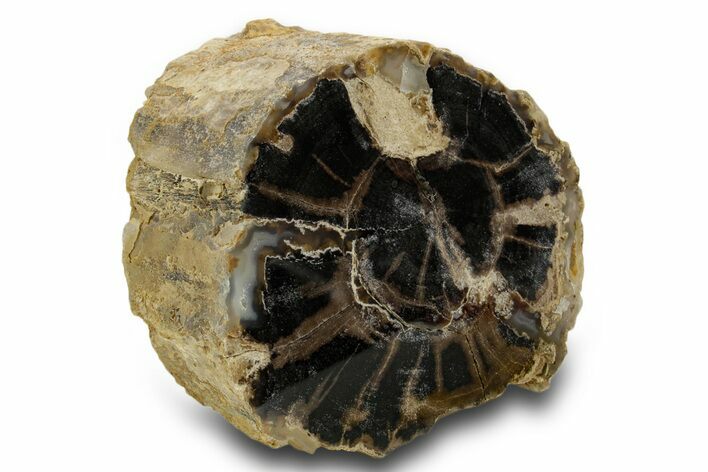 Petrified Wood (Schinoxylon) Limb - Blue Forest, Wyoming #382249